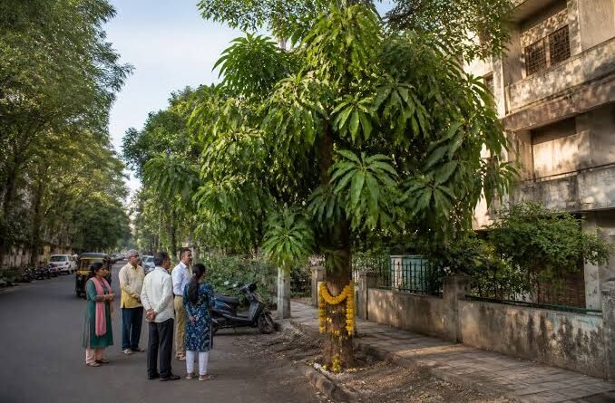 दसऱ्याच्या परंपरेत सोन्याचे प्रतीक म्हणून वापरली जाणारी आपट्याची पाने
